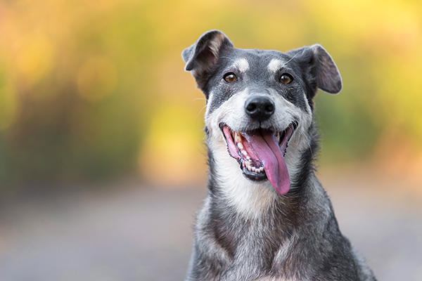 A gray and white dog with pointy ears sits outdoors, mouth open and tongue out, against a blurred background of green and yellow.