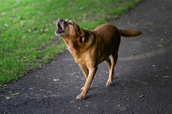 Brown dog walking on a paved path and barking with its mouth open, grassy area in the background.