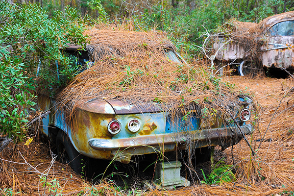Two old, rusted cars abandoned in the woods, partially covered in pine needles and surrounded by overgrown vegetation.