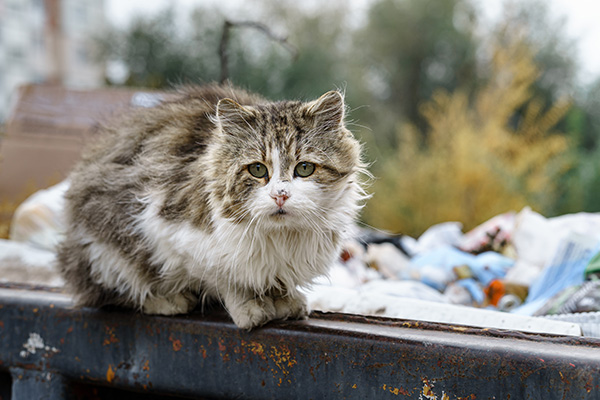 A long-haired, fluffy cat with white and brown fur sits on the edge of a rusted dumpster, with trash and blurred trees in the background.