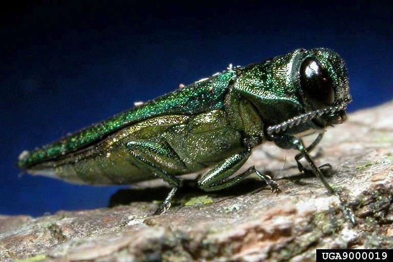 A close-up view of a metallic green insect, identified as an emerald ash borer, resting on a piece of wood against a dark blue background.