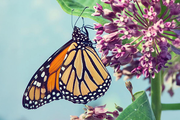 A monarch butterfly with orange and black wings rests on a cluster of purple milkweed flowers, with green leaves and a light blue background.