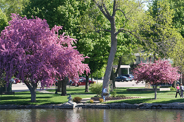 Two trees with pink blossoms stand by a pond in a park, with several people walking nearby and parked cars visible in the background.