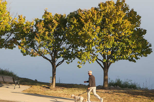 A person walks a small dog on a leash along a paved path beside two leafy trees and a bench near a body of water.