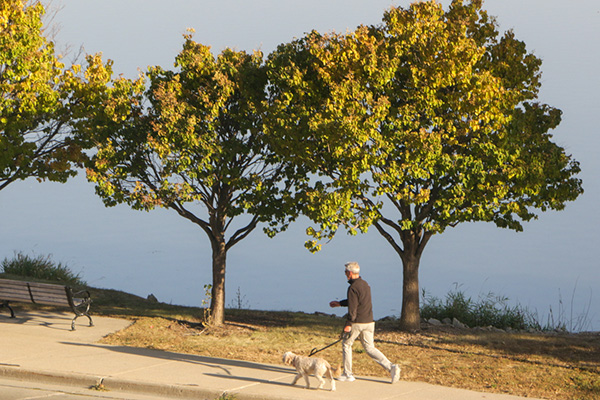 A person walks a dog along a pathway beside three green and yellow trees, with an empty bench nearby.