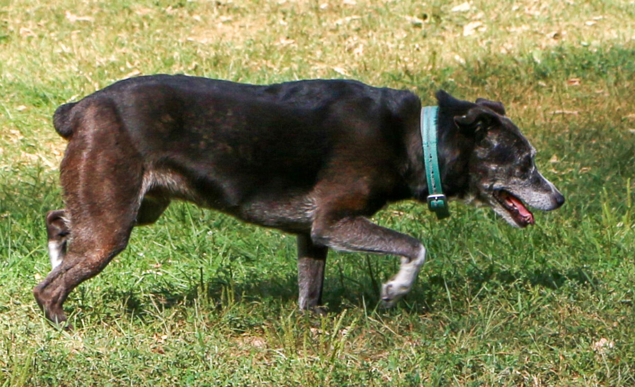 A short-haired black and brown dog with a teal collar walks on green grass in sunlight.