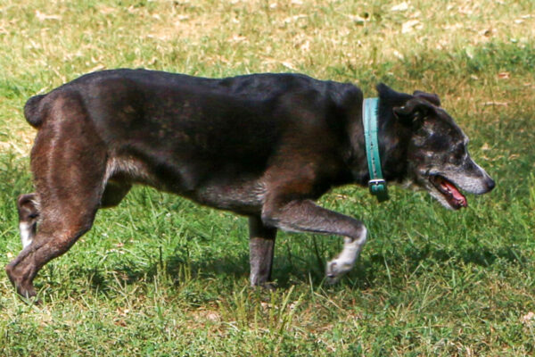 A short-haired black and brown dog with a teal collar walks on green grass in sunlight.