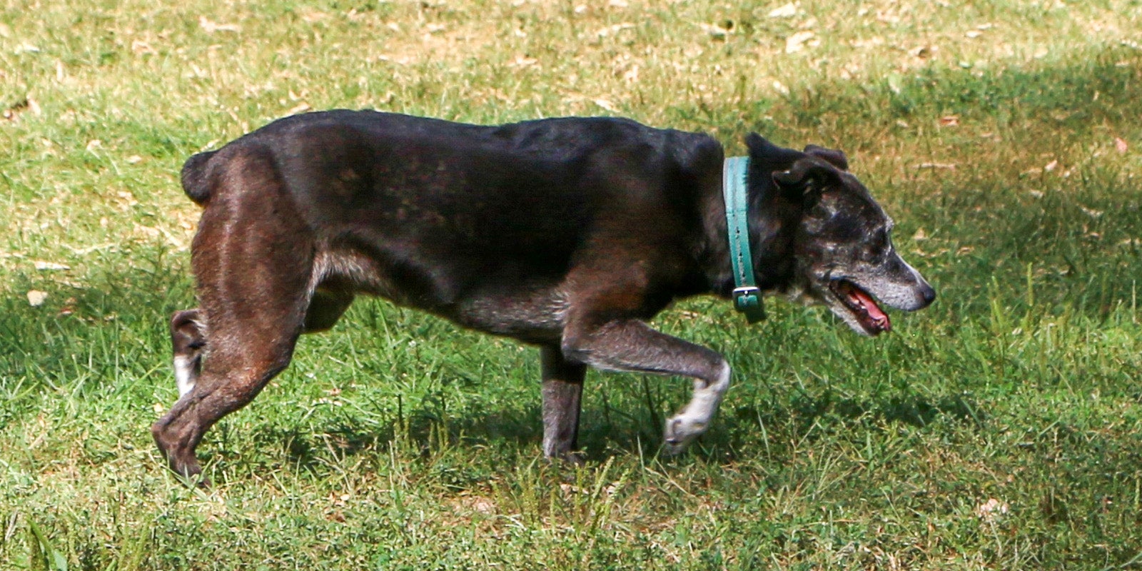 Brookside Dog Park