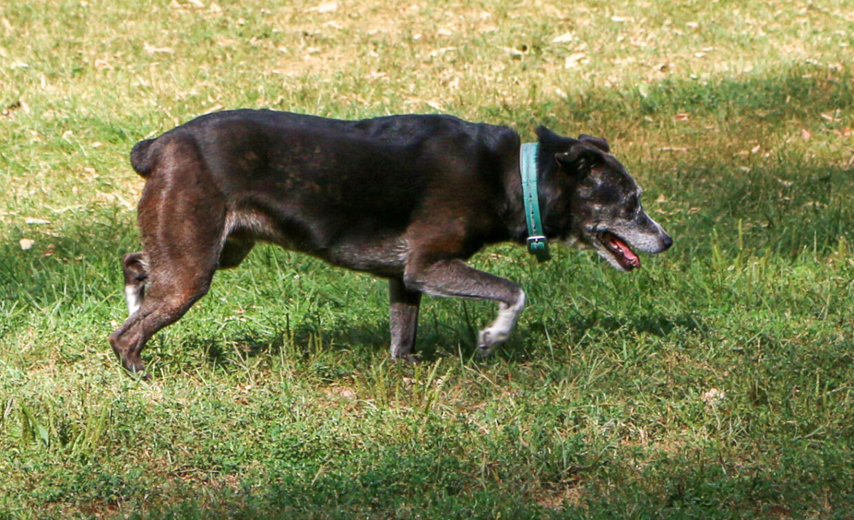 A black dog with some grey around its muzzle and paws is walking across a grassy area. It is wearing a light blue collar. The dog's ears are perked up and its mouth is slightly open, as if panting or happy. The grass is a mix of green and dry patches, and some shaded areas are visible, likely from trees