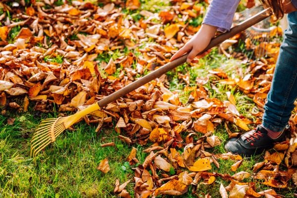 ground covered with colorful leaves being raked up by a person with black shoes and a yellow rake