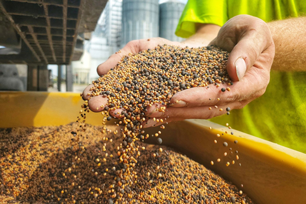 A farmer's cupped hands hold a large amount of tiny, multicolored seeds, letting some fall into a yellow container below